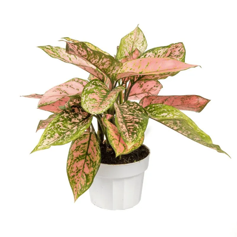 Aglaonema Lady Valentine