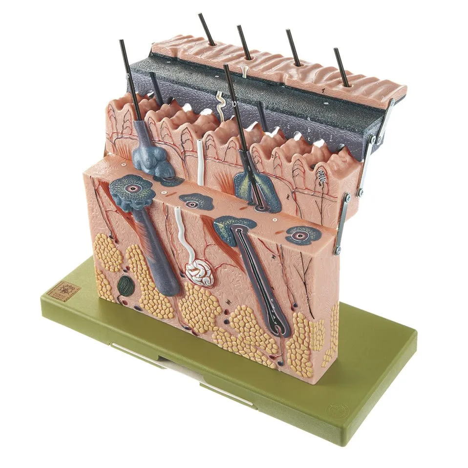 SOMSO Section of Skin - 4 Parts