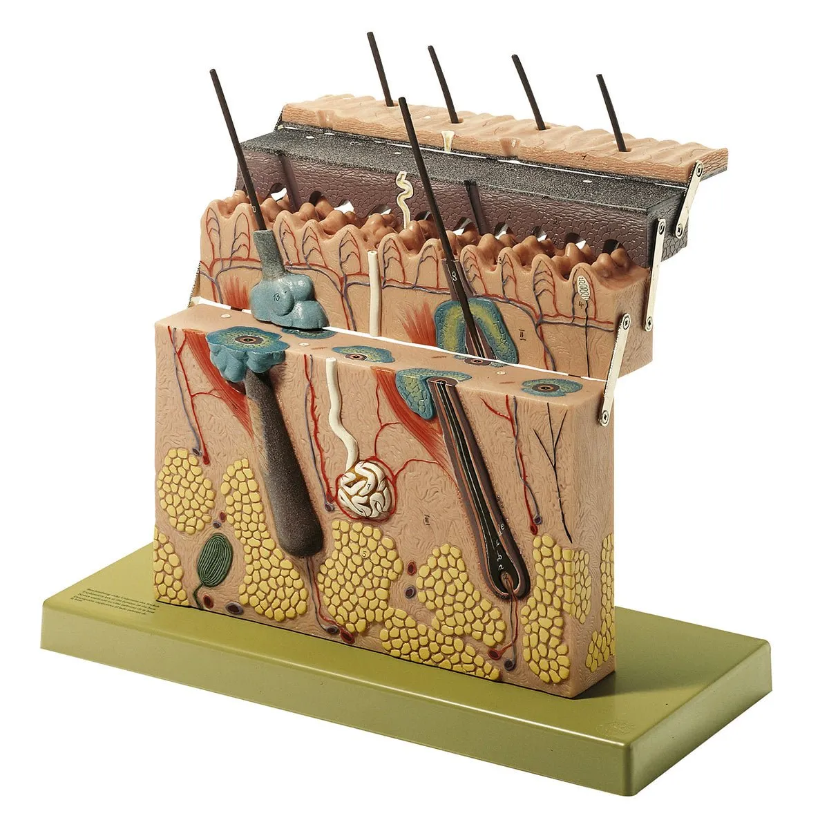 SOMSO Section of Skin - 4 Parts